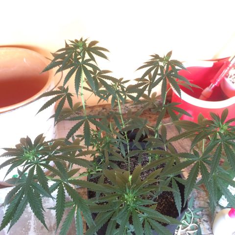 Hope growlog timeline photo