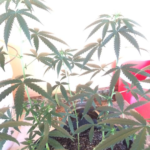 Hope growlog timeline photo