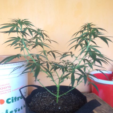 Hope growlog timeline photo