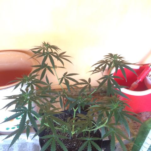 Hope growlog timeline photo