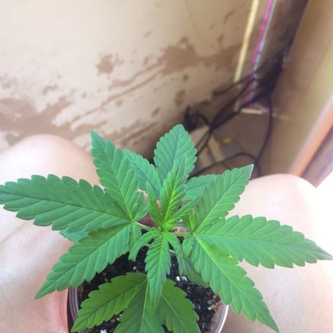 ? growlog timeline photo