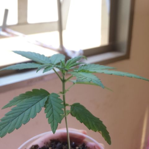 ? growlog timeline photo