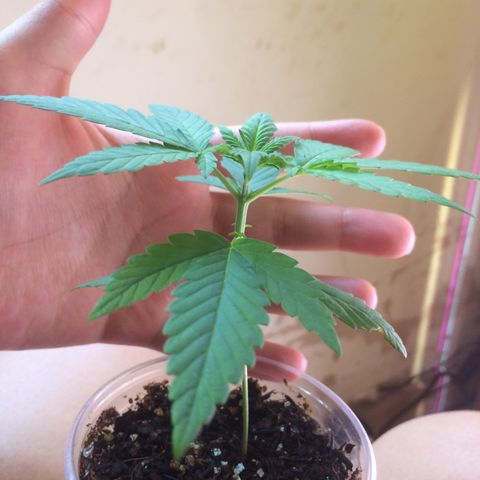 ? growlog timeline photo