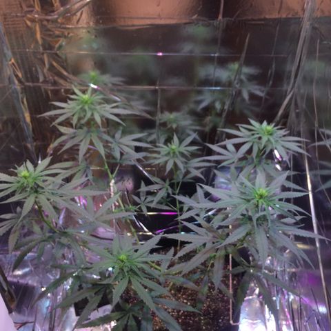 Hope growlog timeline photo
