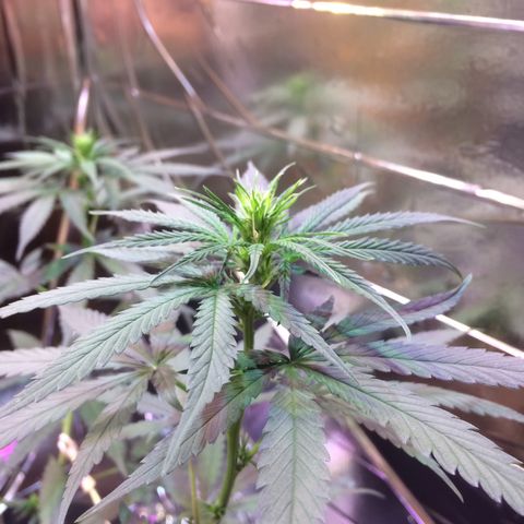 Hope growlog timeline photo
