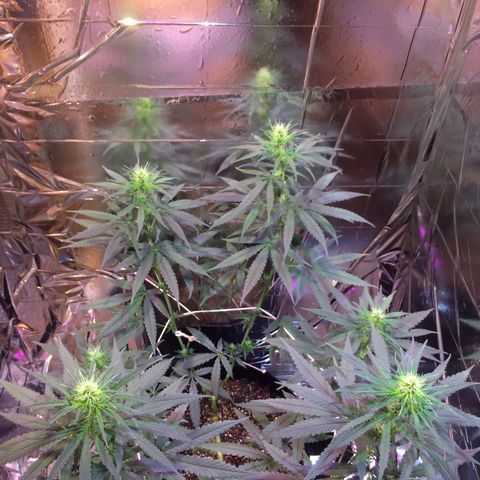 Hope growlog timeline photo