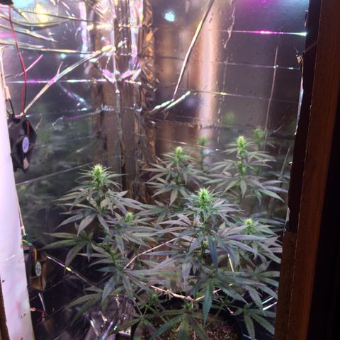 Hope growlog timeline photo