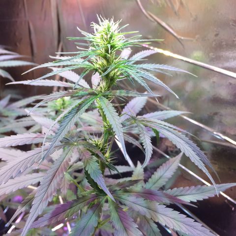 Hope growlog timeline photo