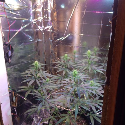 Hope growlog timeline photo