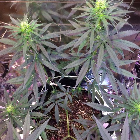 Hope growlog timeline photo