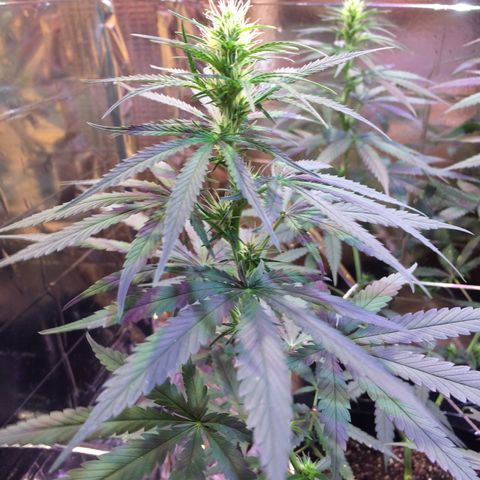 Hope growlog timeline photo