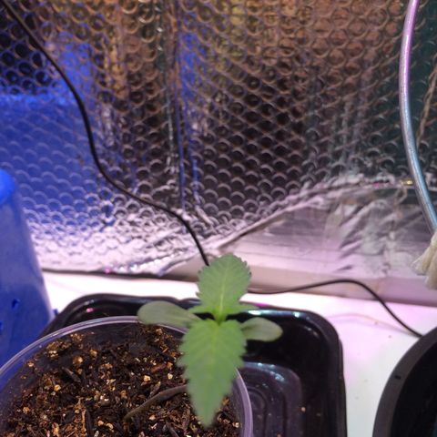 Zelda growlog timeline photo