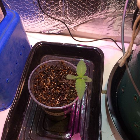 Zelda growlog timeline photo