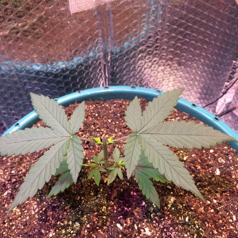 ? growlog timeline photo
