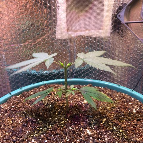 ? growlog timeline photo