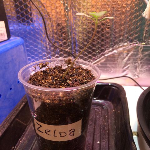 Zelda growlog timeline photo