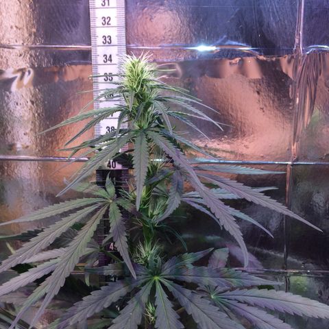 Hope growlog timeline photo