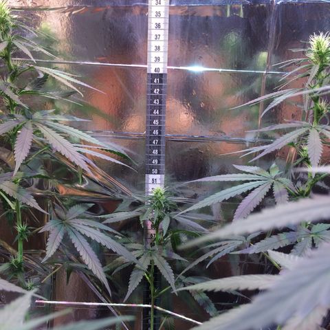 Hope growlog timeline photo