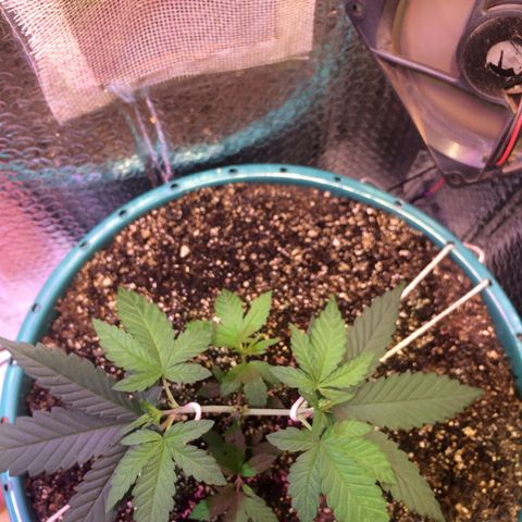 ? growlog timeline photo