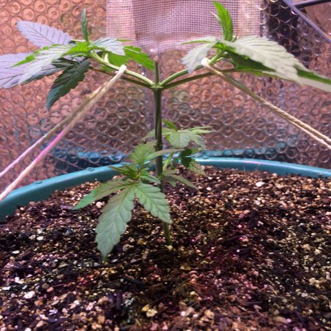 ? growlog timeline photo