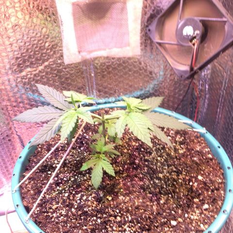 ? growlog timeline photo