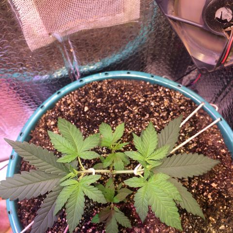 ? growlog timeline photo