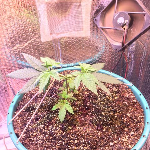 ? growlog timeline photo