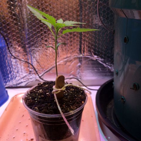 Zelda growlog timeline photo