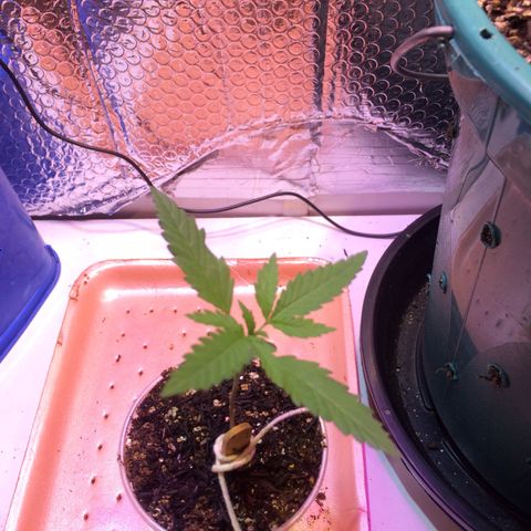 Zelda growlog timeline photo