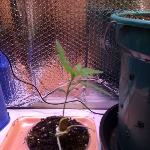 Zelda growlog timeline photo