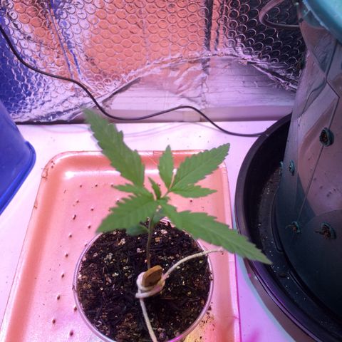 Zelda growlog timeline photo