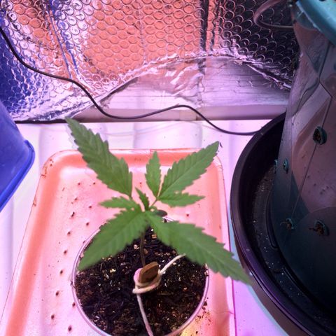 Zelda growlog timeline photo