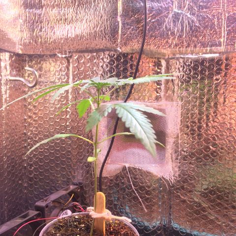 Zelda growlog timeline photo