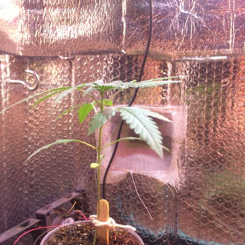 Zelda growlog timeline photo