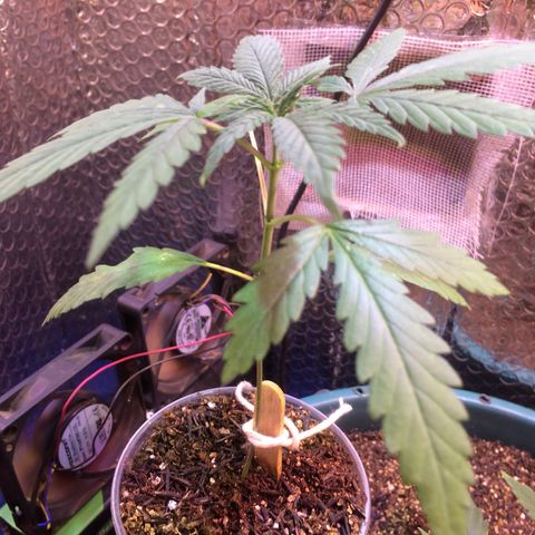 Zelda growlog timeline photo