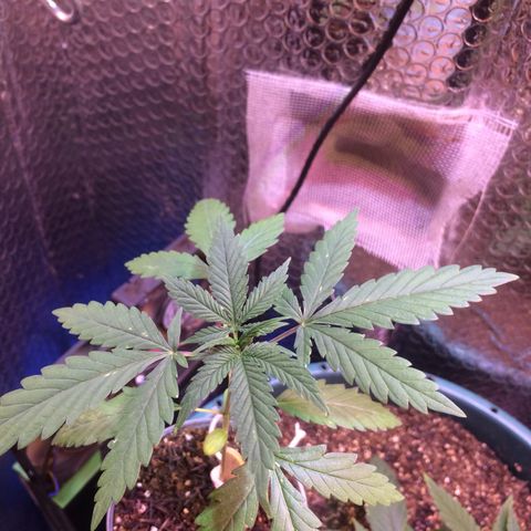 Zelda growlog timeline photo