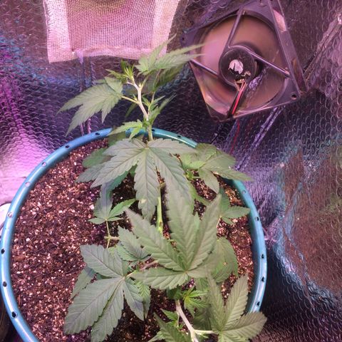 ? growlog timeline photo