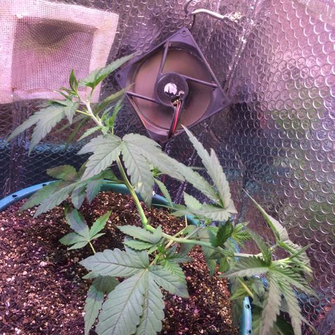 ? growlog timeline photo