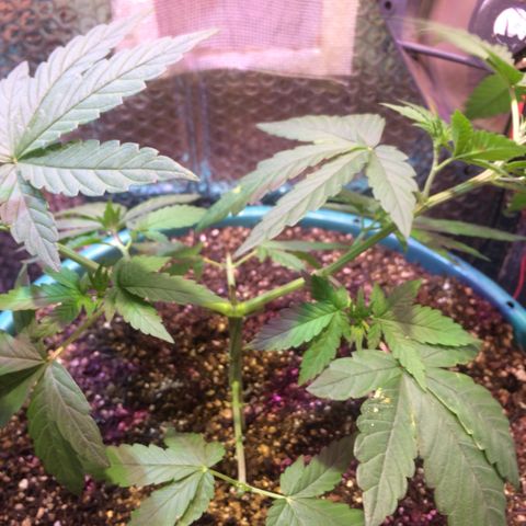 ? growlog timeline photo
