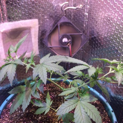 ? growlog timeline photo