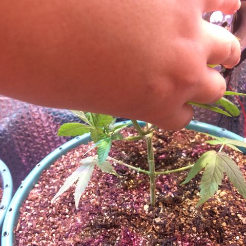 ? growlog timeline photo