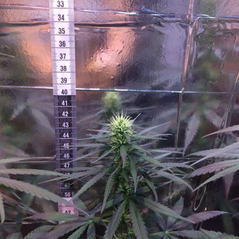 Hope growlog timeline photo