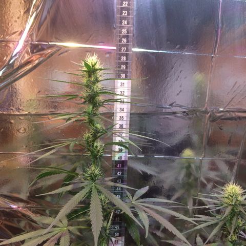 Hope growlog timeline photo