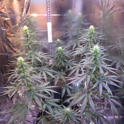 Hope growlog timeline photo
