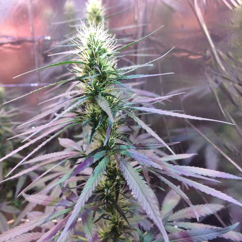Hope growlog timeline photo