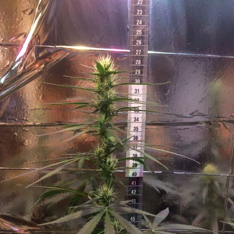 Hope growlog timeline photo