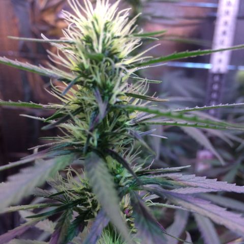 Hope growlog timeline photo