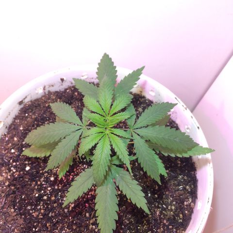 Zelda growlog timeline photo
