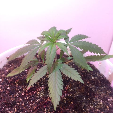 Zelda growlog timeline photo