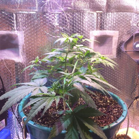 ? growlog timeline photo